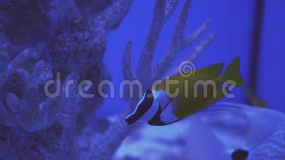 蓝斑鱼水族馆特写蓝脸天使鳗鱼等分布在牙线珊瑚礁鱼鳍之间视频的预览图