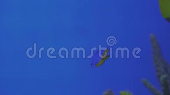 青黛在硬珊瑚微生境上游泳参观鱼缸双鱼在游泳视频的预览图