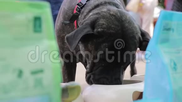 黑狗种甘蔗所以接近吃白碗里的食物视频的预览图