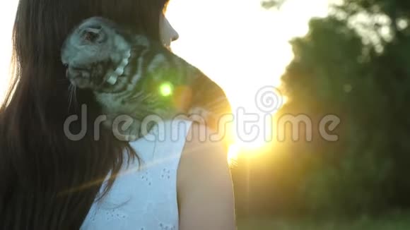 一个美丽的女孩抱着一只小猫在日落时抚摸着她小宠物苏格兰褶皱猫纯种猫和主人视频的预览图