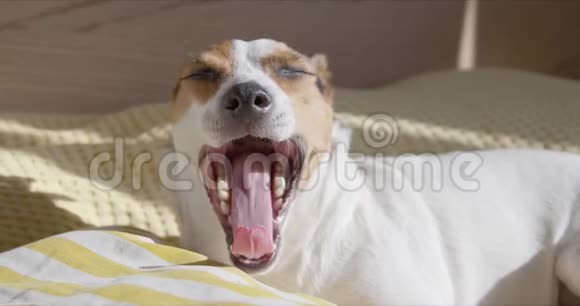 杰克罗塞尔猎犬在床上躺在枕头上打哈欠视频的预览图