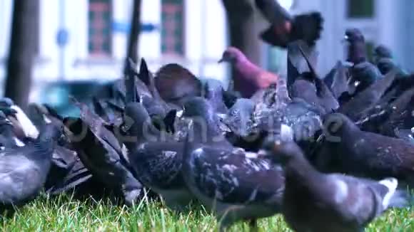 一群鸽子在草坪上缓慢地蠕动视频的预览图