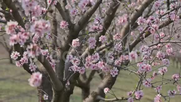 摩尔多瓦春季大风时盛开的杏树粉红色花朵的慢动作特写视频的预览图