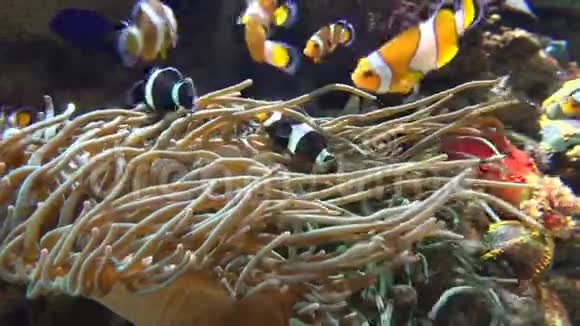 小丑鱼和海葵视频的预览图