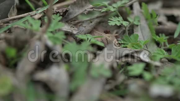 春季森林底部新鲜的绿叶和草宏观拍摄视频的预览图