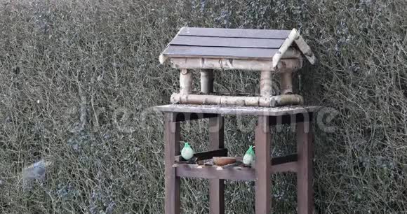 美丽的小花园鸟鸟喂食器视频的预览图