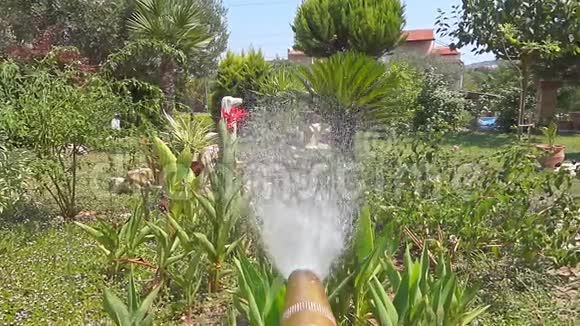 软管水灵花园视频的预览图
