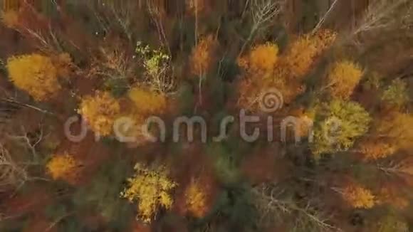 空中观景秋季落叶林正上方有橡树和桦树的树林的顶部景观红色黄色视频的预览图
