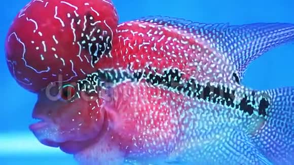 在水族馆里游泳的花角鱼视频的预览图