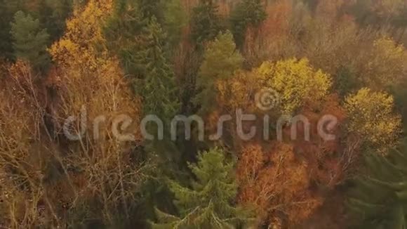 空中观景秋季落叶林正上方视频的预览图