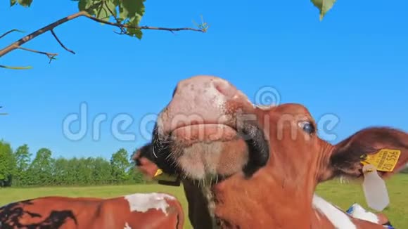 奶牛吃蓝天背景的叶子视频的预览图
