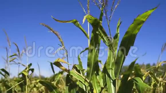 在玉米田风视频的预览图