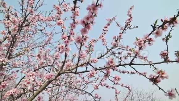 摩尔多瓦大风时天空背景上开着粉红色花朵的杏树枝视频的预览图