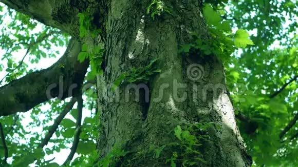 马栗树树干的特写镜头视频的预览图