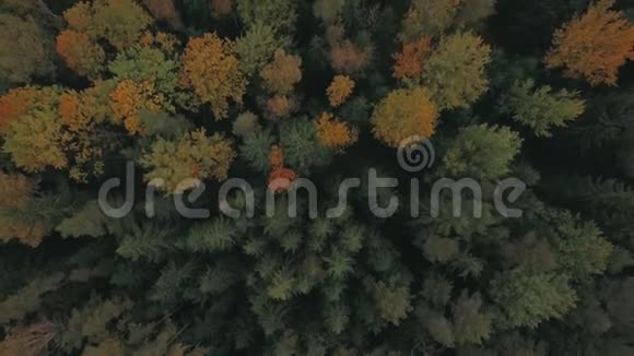 秋色林鸟瞰缤纷秋树视频的预览图