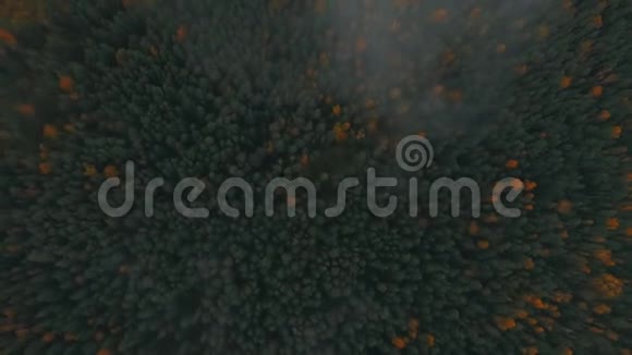 鸟瞰松林光雾视频的预览图