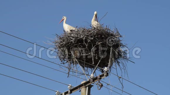 在蓝天背景下两只欧洲白色鹳鸟CiconiaCiconia在电柱上筑巢视频的预览图