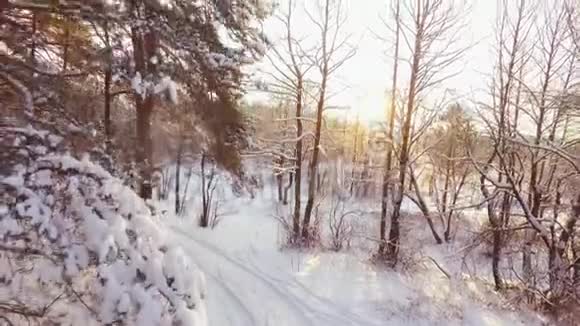 无人机在冬天的森林里起飞晴天视频的预览图