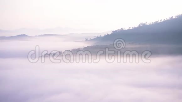 清晨的高原松林笼罩着雾气视频的预览图