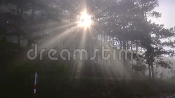 阳光透过松林路照射下来雾蒙蒙的早晨视频的预览图