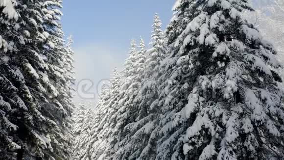 令人叹为观止的飞过冰冻的雪杉和松树自然概念冬天的时候舒适享受风景视频的预览图