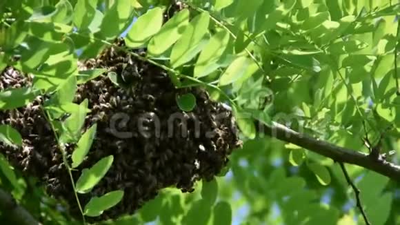 在一棵蝗虫树的枝上形成一个新的蜂群家族蜜蜂蜂群视频的预览图