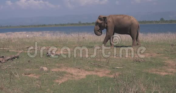 靠近一只在野外吃东西的大象视频的预览图