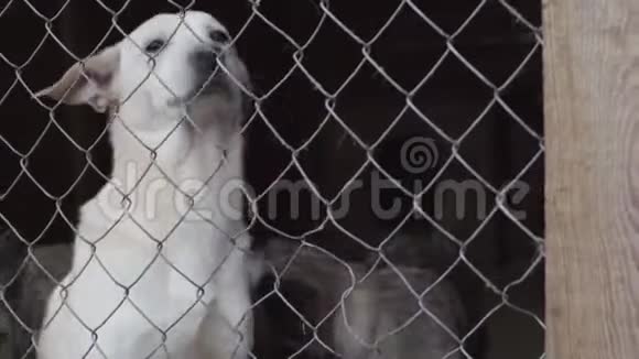 无家可归的狗在狗窝里视频的预览图