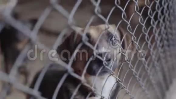 无家可归的狗在狗窝里视频的预览图