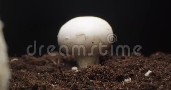 镜头通过冠军蘑菇生长视频的预览图