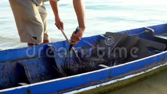 渔夫把海胆从船上卸到一个箱子里危险的有毒海胆视频的预览图
