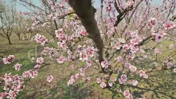 摩尔多瓦春季大风时盛开的杏仁树粉红色花朵的特写视频的预览图