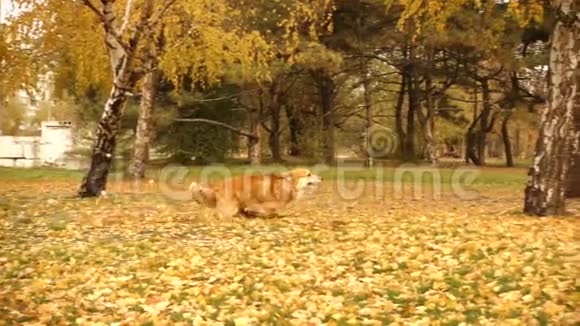 有趣的威尔士考吉毛茸茸的狗玩视频的预览图