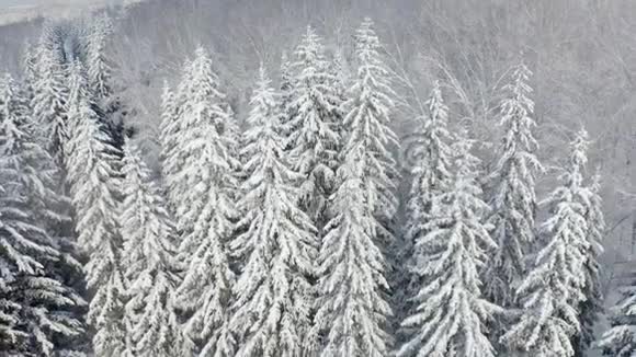 令人叹为观止的飞过冰冻的雪杉和松树自然概念冬天的时候舒适享受风景视频的预览图