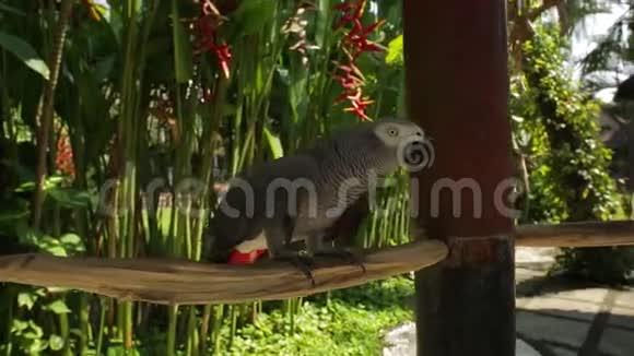 可爱的小野鹦鹉正走在树枝上阳光明媚的印度尼西亚视频的预览图
