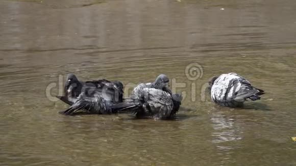 一群岩鸽哥伦比亚利维亚沐浴在阳光下慢动作慢十次视频的预览图