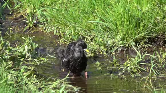 一对鸟在小溪里洗澡慢动作从480英尺到24英尺减速20次视频的预览图