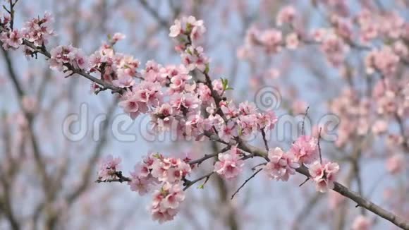 摩尔多瓦春季大风时盛开的杏树粉红色花朵的慢动作特写视频的预览图