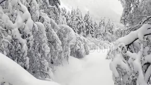 穿过覆盖着雪的树枝飞行视频的预览图