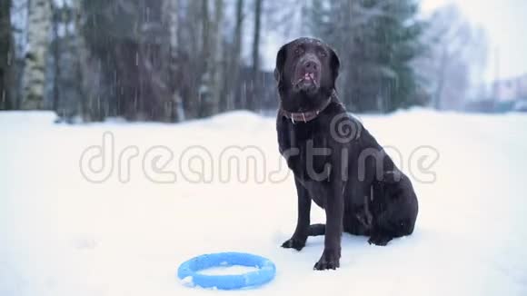 雪天一只棕色的拉布拉多狗坐在玩具旁边视频的预览图