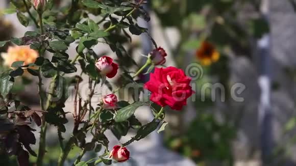 玫瑰花园里的红玫瑰花视频的预览图