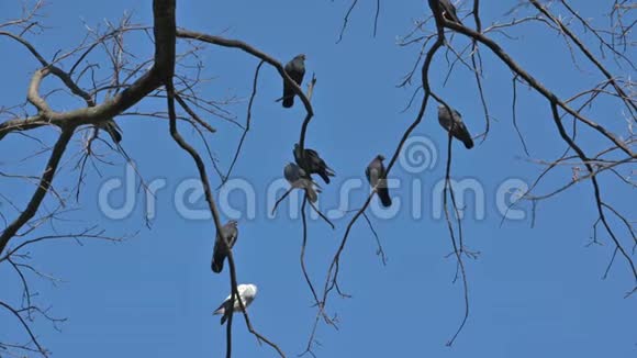 一群鸽子坐在树枝上视频的预览图