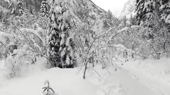 起飞越过一片雪山森林冬季景观视频的预览图