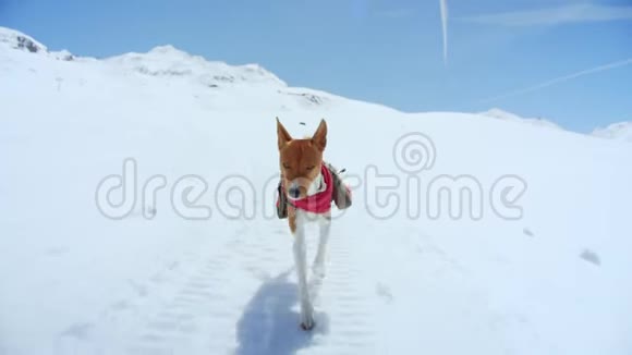 可爱可爱的棕色小狗在雪地里奔跑视频的预览图