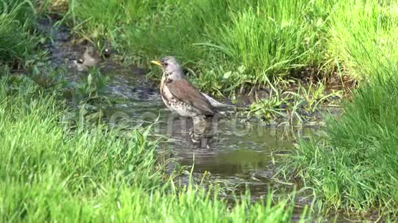 画眉鸟和普通的金翅雀在小溪里洗澡视频的预览图
