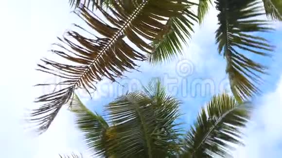 蓝天下棕榈树自下而上的旋转视图视频的预览图