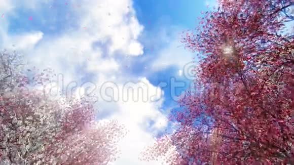 樱花和落花在阳光下视频的预览图