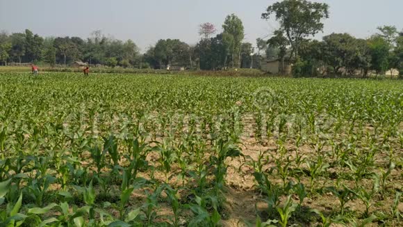 在尼泊尔农场花园里风吹动着绿色的玉米田视频的预览图