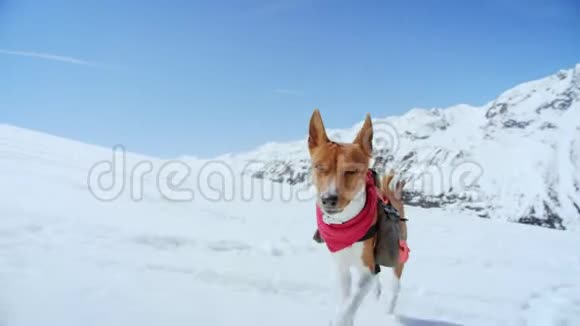 可爱可爱的棕色小狗在雪地里奔跑视频的预览图