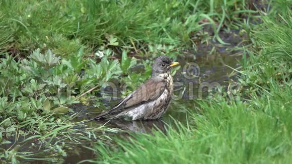 画眉鸟Turduspilaris早春小鸟在溪流中洗澡的慢镜头视频的预览图
